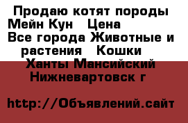 Продаю котят породы Мейн Кун › Цена ­ 12 000 - Все города Животные и растения » Кошки   . Ханты-Мансийский,Нижневартовск г.